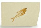 Fossil Fish (Diplomystus) - Wyoming #355653-1